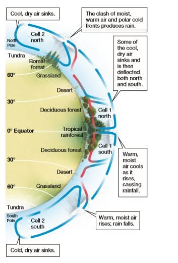 Cool, dry air sinks.
The clash of moist,
warm air and polar cold
fronts produces rain.
Cell 2
North
Pole
north
Some of
the cool,
dry air
sinks and
is then
deflected
Tundra
Boreal
forest
60°
Grassland
both north
and south.
Desert
30°
Deciduous forost
Cell 1
north
O° Equator
Tropical
rainforest
Cell 1
Deciduous forest
south
Warm,
moist
air cools
as it
rises,
causing
rainfall.
30°
Desert
60°
Grassland
Tundra
South
Cell 2
south
Warm, moist air
rises; rain falls.
Pole
Cold, dry air sinks.
