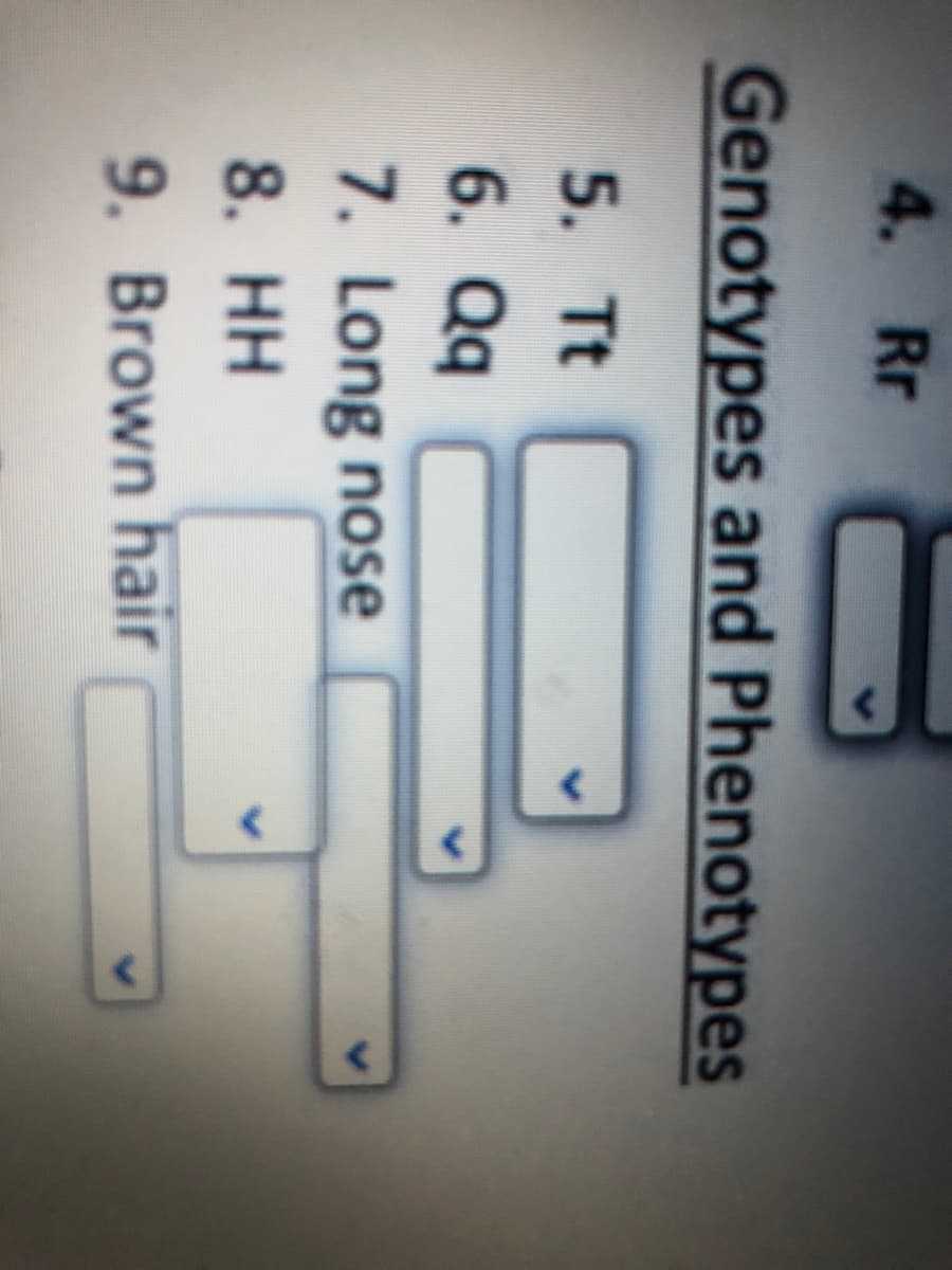 4. Rr
Genotypes and Phenotypes
5. Tt
6. Qq
7. Long nose
8. НН
9. Brown hair
