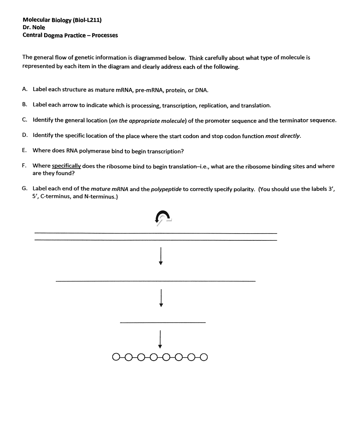 Molecular Biology (Biol-L211)
Dr. Nole
Central Dogma Practice - Processes
The general flow of genetic information is diagrammed below. Think carefully about what type of molecule is
represented by each item in the diagram and clearly address each of the following.
A. Label each structure as mature mRNA, pre-mRNA, protein, or DNA.
B. Label each arrow to indicate which is processing, transcription, replication, and translation.
C. Identify the general location (on the appropriate molecule) of the promoter sequence and the terminator sequence.
D. Identify the specific location of the place where the start codon and stop codon function most directly.
E. Where does RNA polymerase bind to begin transcription?
F. Where specifically does the ribosome bind to begin translation-i.e., what are the ribosome binding sites and where
are they found?
G. Label each end of the mature mRNA and the polypeptide to correctly specify polarity. (You should use the labels 3',
5', C-terminus, and N-terminus.)
