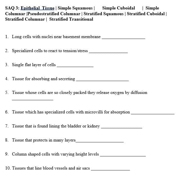 SAQ 3: Epithelial Tissue | Simple Squamous |
Columnar [Pseudostratified Columnar | Stratified Squamous | Stratified Cuboidal |
Stratified Columnar | Stratified Transitional
Simple Cuboidal
| Simple
1. Long cells with nuclei near basement membrane
2. Specialized cells to react to tension/stress.
3. Single flat layer of cells
4. Tissue for absorbing and secreting
5. Tissue whose cells are so closely packed they release oxygen by diffusion
6. Tissue which has specialized cells with microvilli for absorption
7. Tissue that is found lining the bladder or kidney
8. Tissue that protects in many layers
9. Column shaped cells with varying height levels
10. Tissues that line blood vessels and air sacs
