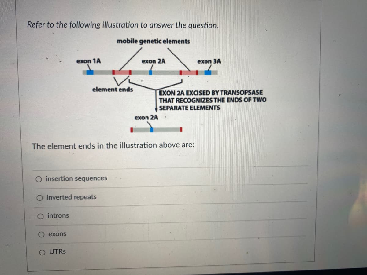 Refer to the following illustration to answer the question.
mobile genetic elements
exon 1A
insertion sequences
O introns
element ends
O inverted repeats
exons
The element ends in the illustration above are:
OUTRs
exon 2A
exon 2A
exon 3A
EXON 2A EXCISED BY TRANSOPSASE
THAT RECOGNIZES THE ENDS OF TWO
SEPARATE ELEMENTS