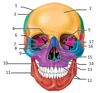 2
4-
5
6.
7
8
17
16
9.
15
10
14
13
11-
12
3.
