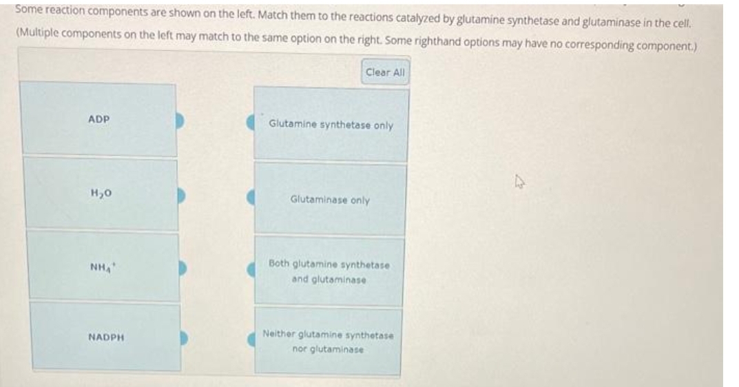 Some reaction components are shown on the left. Match them to the reactions catalyzed by glutamine synthetase and glutaminase in the cell.
(Multiple components on the left may match to the same option on the right. Some righthand options may have no corresponding component.)
ADP
H₂0
NHA
NADPH
Clear All
Glutamine synthetase only
Glutaminase only
Both glutamine synthetase
and glutaminase
Neither glutamine synthetase
nor glutaminase