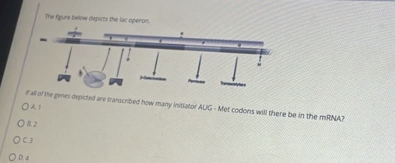 O B.2
OC.3
The figure below depicts the lac operon.
OD. 4
Gelad
If all of the genes depicted are transcribed how many initiator AUG-Met codons will there be in the mRNA?
OA1
I
Tanacetylare