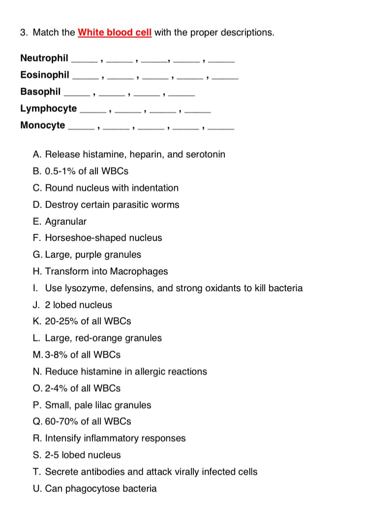 3. Match the White blood cell with the proper descriptions.
Neutrophil
Eosinophil
Basophil
Lymphocyte
Monocyte
A. Release histamine, heparin, and serotonin
B. 0.5-1% of all WBCS
C. Round nucleus with indentation
D. Destroy certain parasitic worms
E. Agranular
F. Horseshoe-shaped nucleus
G. Large, purple granules
H. Transform into Macrophages
I. Use lysozyme, defensins, and strong oxidants to kill bacteria
J. 2 lobed nucleus
K. 20-25% of all WBCS
L. Large, red-orange granules
M. 3-8% of all WBCS
N. Reduce histamine in allergic reactions
O. 2-4% of all WBCS
P. Small, pale lilac granules
Q. 60-70% of all WBCS
R. Intensify inflammatory responses
S. 2-5 lobed nucleus
T. Secrete antibodies and attack virally infected cells
U. Can phagocytose bacteria
