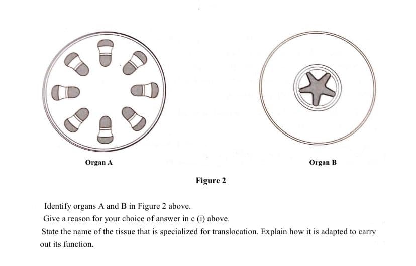 Organ A
Organ B
Figure 2
Identify organs A and B in Figure 2 above.
Give a reason for your choice of answer in c (i) above.
State the name of the tissue that is specialized for translocation. Explain how it is adapted to carry
out its function.
