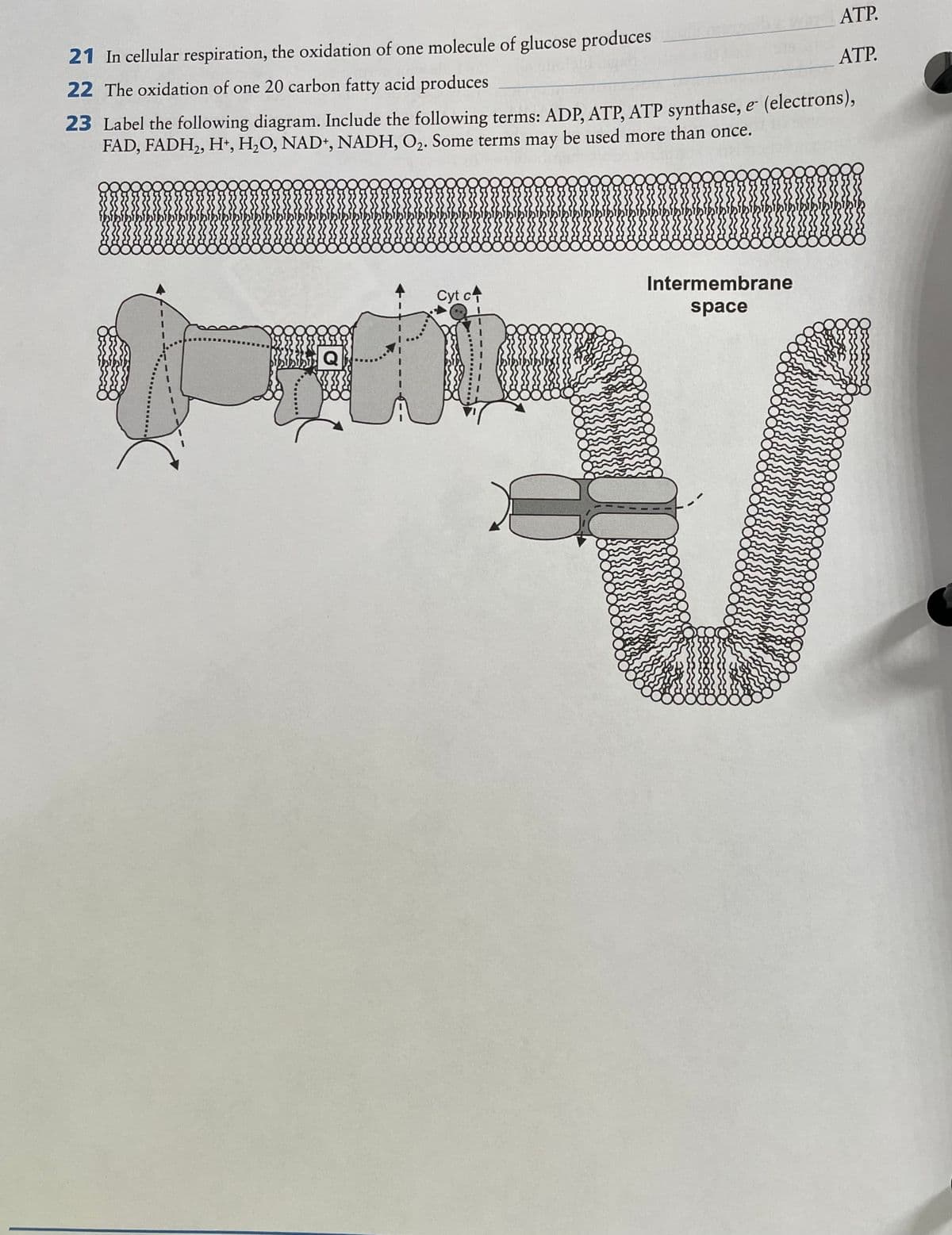 ATP.
21 In cellular respiration, the oxidation of one molecule of glucose produces
ATP.
22 The oxidation of one 20 carbon fatty acid produces
23 Label the following diagram. Include the following terms: ADP, ATP, ATP synthase, e- (electrons),
FAD, FADH2, H*, H,O, NAD*, NADH, O,. Some terms may be used more than once.
Cyt ct
Intermembrane
space
Q
