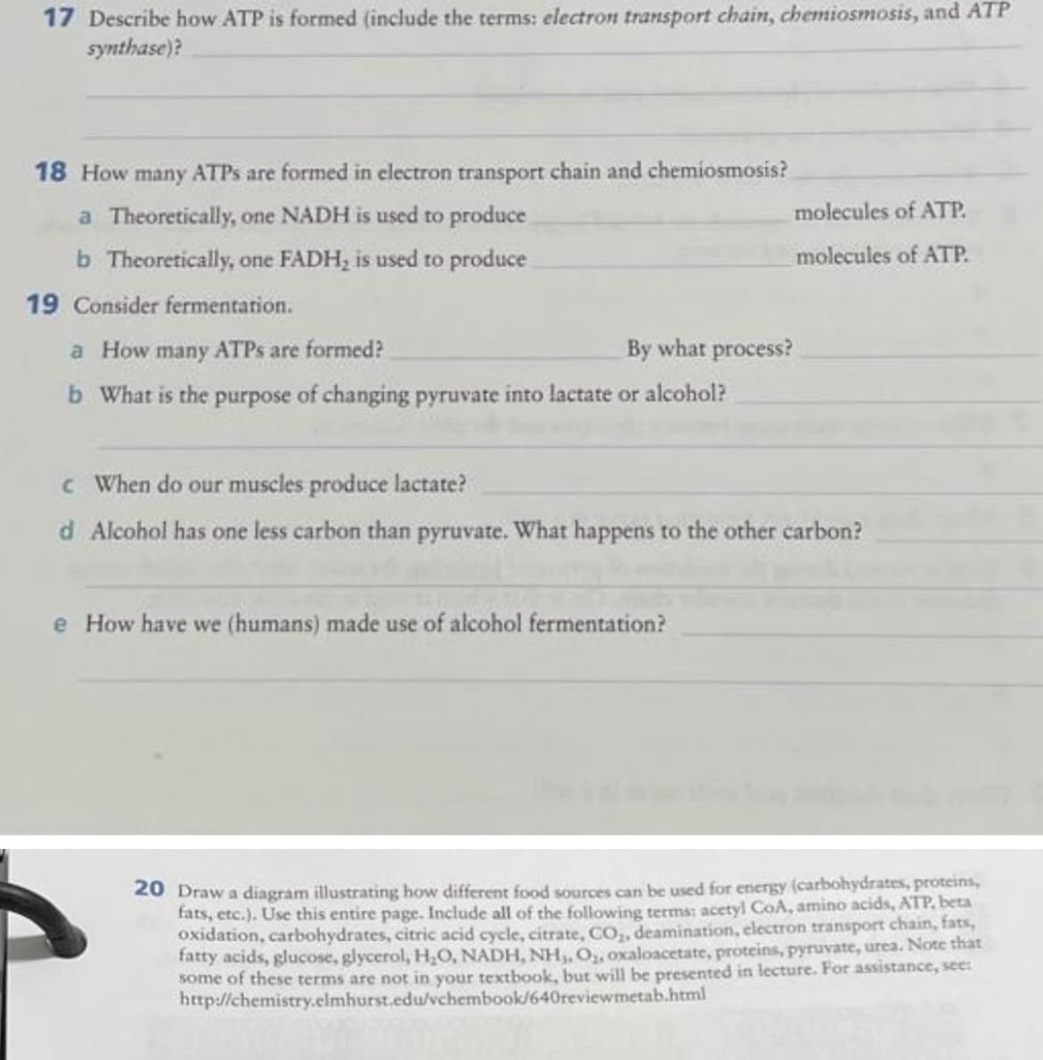 17 Describe how ATP is formed (include the terms: electron transport chain, chemiosmosis, and ATP
synthase)?
18 How many ATPS are formed in electron transport chain and chemiosmosis?
a Theoretically, one NADH is used to produce
molecules of ATP.
b Theoretically, one FADH, is used to produce
molecules of ATP.
19 Consider fermentation.
a How many ATPS are formed?
By what process?
b What is the purpose of changing pyruvate into lactate or alcohol?
c When do our muscles produce lactate?
d Alcohol has one less carbon than pyruvate. What happens to the other carbon?
e How have we (humans) made use of alcohol fermentation?
20 Draw a diagram illustrating how different food sources can be used for energy (carbohydrates, proteins,
fats, etc.). Use this entire page. Include all of the following terms: acetyl CoA, amino acids, ATP, beta
oxidation, carbohydrates, citric acid cycle, citrate, CO,, deamination, electron transport chain, fats,
fatty acids, glucose, glycerol, H,0, NADH, NH,, O,, oxaloacetate, proteins, pyruvate, urea. Note that
some of these terms are not in your textbook, but will be presented in lecture. For assistance, see:
http://chemistry.elmhurst.edu/vchembook/640reviewmetab.html
