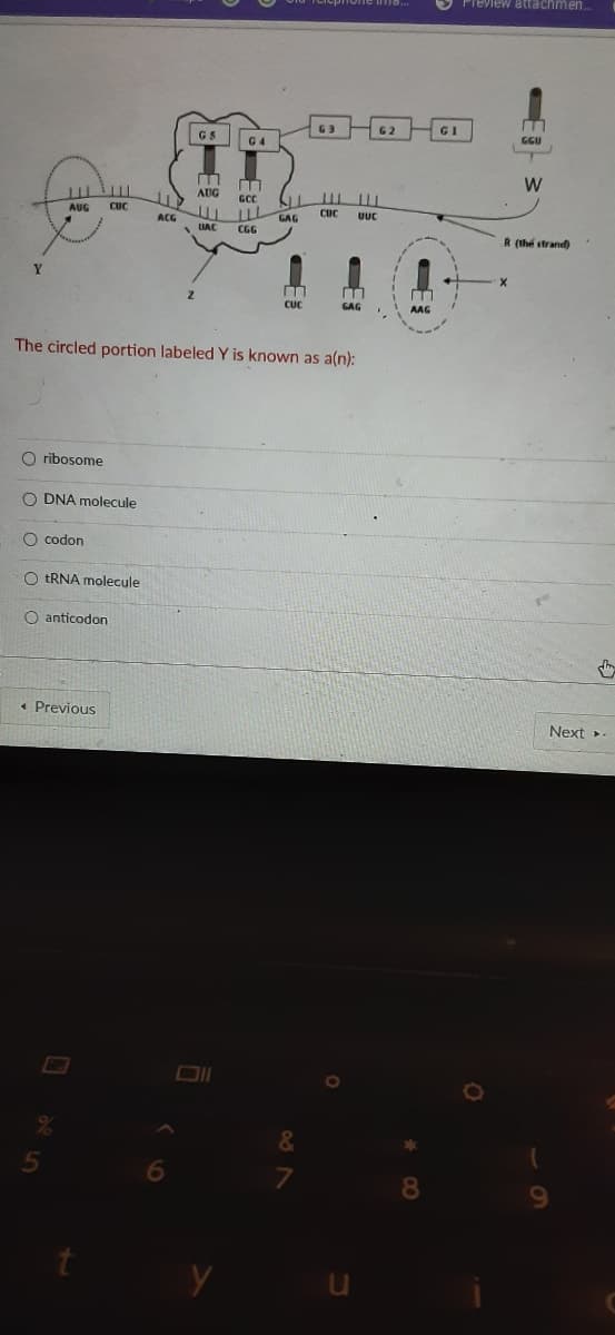 Preview attachmen..
63
62
GI
GGU
G5
G 4
W
AUG
GCC
AUG
CUC
CUC
UUC
GAG
ACG
UAC
CGG
R (thế strand)
[+]
CUC
GAG
AAG
The circled portion labeled Y is known as a(n):
O ribosome
O DNA molecule
O codon
O tRNA molecule
O anticodon
the
« Previous
Next >
&
5
6
7
8.
u
