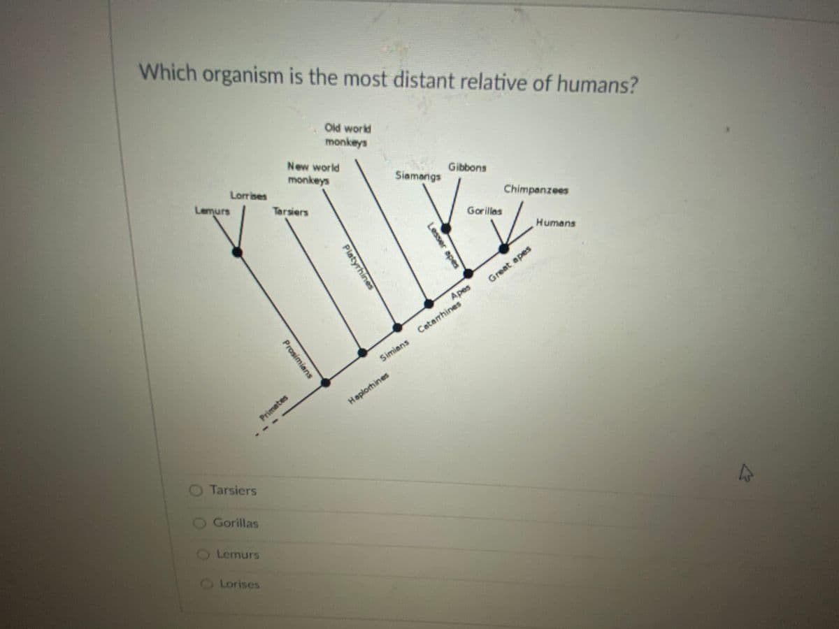 Which organism is the most distant relative of humans?
Old world
monkeys
New world
monkeys
Lorrises
Siamangs
Gibbons
Lemurs
Tarsiers
Chimpanzees
Gorillas
Humans
Great apes
Apes
Catarhines
Simiens
Hapiorhines
Primetes
Tarsiers
Gorillas
Lemurs
Lorises
Lesser apes
Piatyrhines
Prosimians
