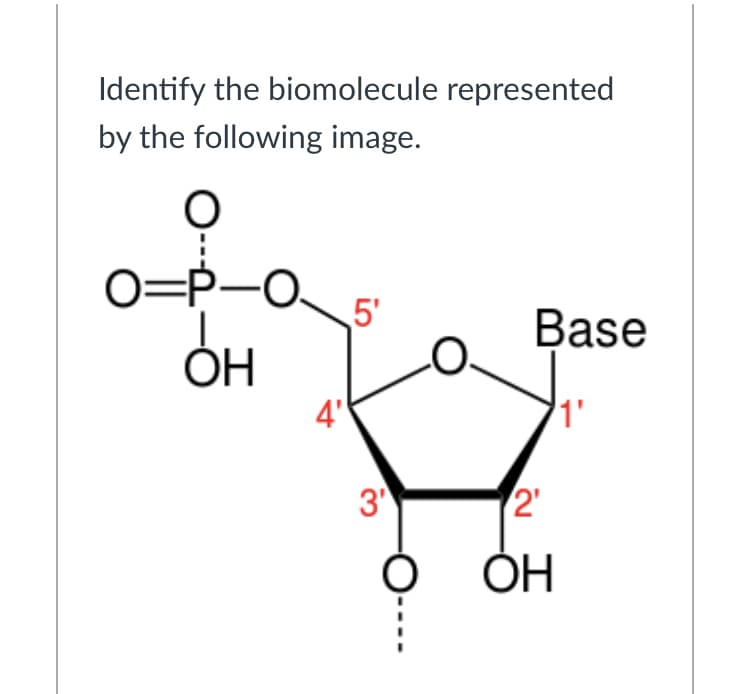 Identify the biomolecule represented
by the following image.
O=P-O.
5'
Base
ОН
4"
1'
3
2'
ОН
