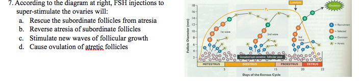 7. According to the diagram at right, FSH injections to
super-stimulate the ovaries will:
18
Oon
16-
14-
a. Rescue the subordinate follicles from atresia
12-
-Recutnent
b. Reverse atresia of subordinate follicles
10-
-Seleed
I wve
c. Stimulate new waves of follicular growth
d. Cause ovulation of atretic follicles
Den
A-Aretic
METESTRUS
DIESTRUS
PROESTRUS
ESTRUS
10
IS
20
Days of the Estrous Cycle
Folicle Diameter (mm)
