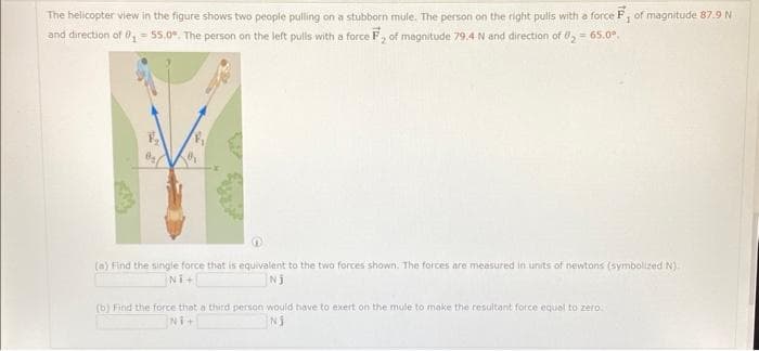 The helicopter view in the figure shows two people pulling on a stubborn mule. The person on the right pulis with a force F, of magnitude 87.9 N
and direction of f₁ = 55.0%. The person on the left pulls with a force F, of magnitude 79.4 N and direction of U₂ = 65.0°
(a) Find the single force that is equivalent to the two forces shown. The forces are measured in units of newtons (symbolized N)
Ni+
Nj
(b) Find the force that a third person would have to exert on the mule to make the resultant force equal to zero.
Ni+
Nj