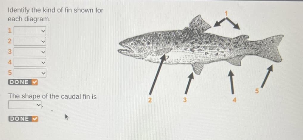 Identify the kind of fin shown for
each diagram.
1
2
3
4
5
DONE
The shape of the caudal fin is
DONE
2
5