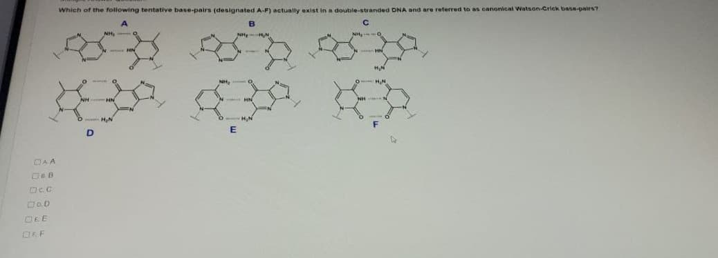 Which of the following tentative base-pairs (designated A-F) actually exist in a double-stranded DNA and are referred to as canonical Watson-Crick base-pairs?
లోక్కూల కనరి కనడు
NH
HN
NH,
NH
HN
H,N
H.N
DAA
De B
OcC
DEE
ORF
