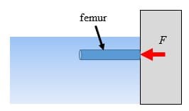 femur
F
