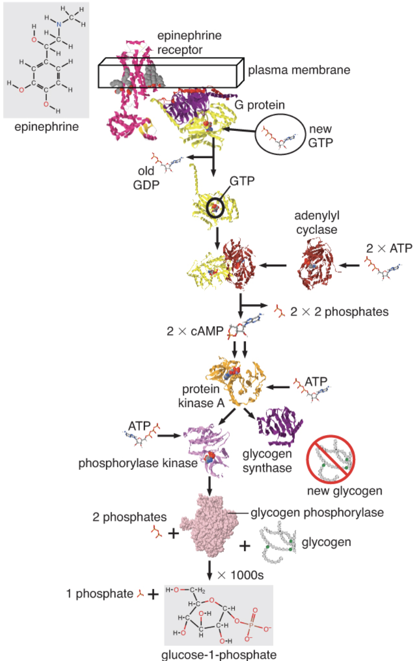 epinephrine
receptor
plasma membrane
G protein
epinephrine
new
GTP
old
GDP
GTP
adenylyl
cyclase
2 x ATP
2 x 2 phosphates
2 x CAMP
ATP,
protein
kinase A
АТР
glycogen
synthase
phosphorylase kinase
new glycogen
2 phosphates
-glycogen phosphorylase
glycogen
X 1000s
H-0-C-H2
1 phosphate +
H-C
C-H
O-H
H-C
.C-H
H-O
H
O-H
glucose-1-phosphate
