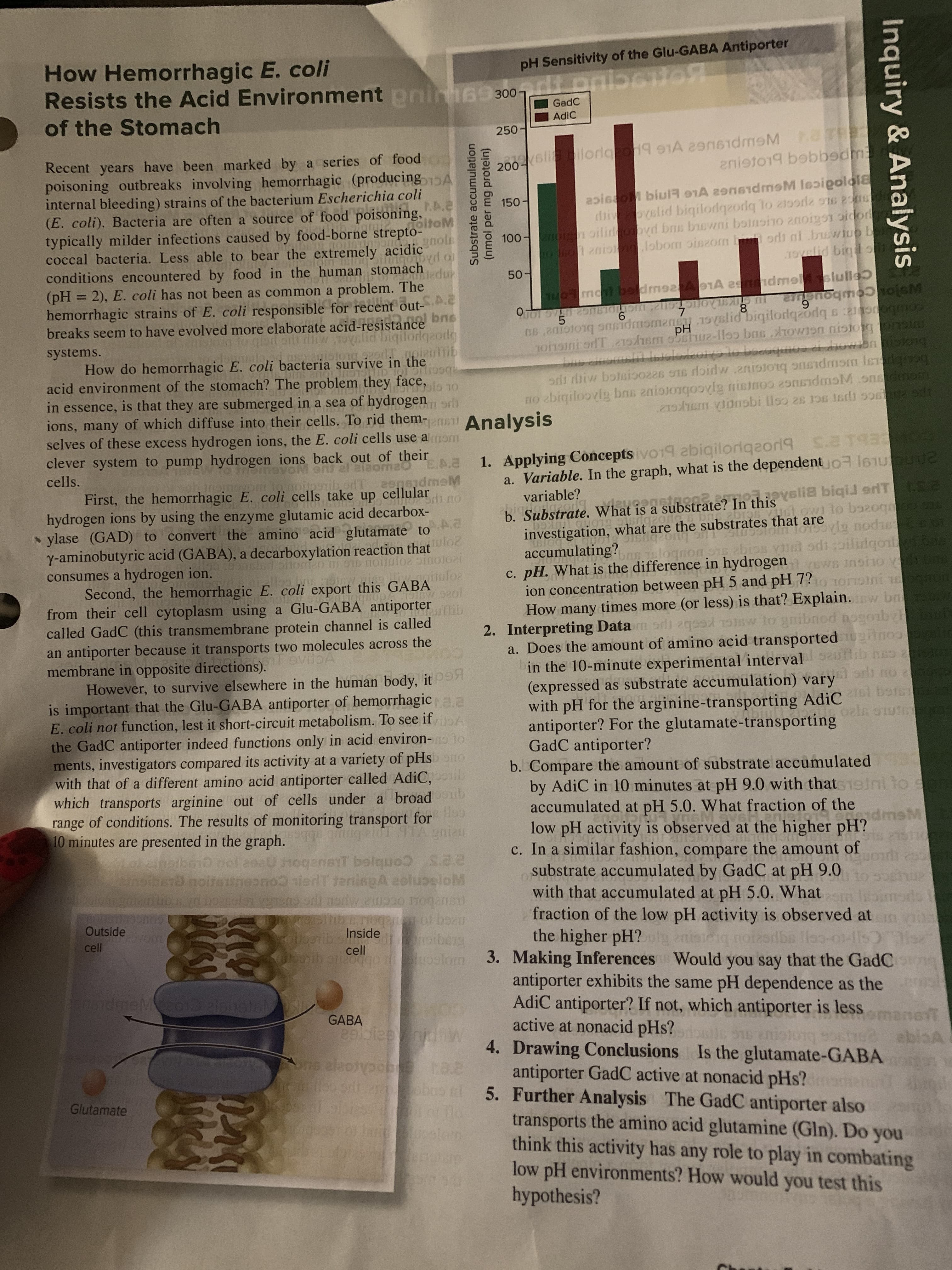 How Hemorrhagic E.
coli
pH Sensitivity of the Glu-GABA Antiporter
aibdor
300-
Resists the Acid Environment pnit
of the Stomach
GadC
AdiC
250
TEE
200/l ilorlqgori A dmM a
2nieto19 bbbed
Recent years have been marked by a series of food
poisoning outbreaks involving hemorrhagic (producingA
internal bleeding) strains of the bacterium Escherichia coli
(E. coli), Bacteria are often a source of food poisoning,.e
150
dii velid biqilodqzorlq to 219orda
An oilidoovd brs bucwni b5lngho anoigo1idod
oi2nio .lobom oinzom ort nl buwino b
oitoM
typically milder infections caused by food-borne strepto-nol
100
coccal bacteria. Less able to bear the extremely acidic
conditions encountered by food in the human stomach
problem. The
hemorrhagic strains of E. coli responsible for recent out-
0yelid bin o
50
u r bo dmea mnslslulle
OTOT SLTT DITBIO 21901071A
ns c2nrotong smsidmomang 1Vlid biqilorlqeodq onogmos
1o1ni orT uz-lleo bnsTOWen nistogongus
bne eihotwhr ibIolewooiyoio bodoqunoo C1 AOw bpiog
ordi riiw botsioozz w.zniotonq onEidmom Isdgoog
no abiqiloovig bns anioiongoomistmoo 2snsidmsMonsdaoon
2), E. coli has not been as common a
(pH =
8
7
6
breaks seem to have evolved more elaborate acid-resistance
lid biqilordgeodg
5
ww.toqad
pH
systems.
usionrod! miaulib
How do hemorrhagic E. coli bacteria survive in the
PALD 1O DHUo
acid environment of the stomach? The problem they o 10
face,
in essence, is that they are submerged in a sea of hydrogenr
.21acamansbi lloo 2s o tsd) soriggeort
ions, many of which diffuse into their cells. To rid them-nnt Analysis
selves of these excess hydrogen ions, the E. coli cells use aom
Applying Concepts vo19 abiqilorlqeorl9 aRE
a. Variable. In the graph, what is the dependent o l6ulpu/2
clever system to pump hydrogen ions back out of their
EA.a
cells.
p.opp9ub,orlT espeadmeM
First, the hemorrhagic E. coli cells take up cellulari no
b. Substrate. What is a substrate? In thislia biqil erlT
investigation, what are the substrates that 20 o.cns
accumulatingon lognon.16 20r3
c. pH. What is the difference in hydrogen
ion concentration between pH 5 and pH 7? 1ootni o oonm
How many times more (or less) is that? Explain.w b om
2. Interpreting Data mords 2qs lo gmibnod nogoib hhopom
a. Does the amount of amino acid transported
in the 10-minute experimental interval
(expressed as substrate accumulation) vary
with pH for the arginine-transporting AdiC b
antiporter? For the glutamate-transportinginooi
GadC antiporter?
b. Compare the amount of substrate accumulated
by AdiC in 10 minutes at pH 9.0 with that
accumulated at pH 5.0. What fraction of the
low pH activity is observed at the higher pH
c. In a similar fashion, compare the amount of
substrate accumulated by GadC at pH 9.0
with that accumulated at pH 5.0. What
fraction of the low pH activity is observed at
the higher pH?
3. Making Inferences Would you say that the GadC
antiporter exhibits the same
AdiC antiporter? If not, which antiporter is less
active at nonacid pHs?
4. Drawing Conclusions Is the glutamate-GABA
antiporter GadC active at nonacid pHs? e.u
variable?
1eMirsoHPo
hydrogen ions by using the enzyme glutamic acid decarbox-
ylase (GAD) to convert the amino acid glutamate to
Y-aminobutyric acid (GABA), a decarboxylation reaction that uloc
omeo 00 nOituloz inOI0RI
nlo
ig20r0
are
OTSOvi nodusoco.om
Y pdspailidqono.bm
WS 3ner1o yURG
OIBE O20
stods
loa ns rY.i:
consumes a hydrogen ion.
Second, the hemorrhagic E. coli export this GABA
6W S2O
from their cell cytoplasm using a Glu-GABA antiporter
called GadC (this transmembrane protein channel is called
an antiporter because it transports two molecules across the
membrane in opposite directions).
GO 2
However, to survive elsewhere in the human body, itex
is important that the Glu-GABA antiporter of hemorrhagic aa
E. coli not function, lest it short-circuit metabolism. To see if
the GadC antiporter indeed functions only in acid environ-o to
ments, investigators compared its activity at a variety of pHsono
with that of a different amino acid antiporter called AdiC,
which transports arginine out of cells under a broad
range of conditions. The results of monitoring transport for loo
nt to sam
dmsM
9TA 20118
10 minutes are presented in the graph.
natbena
nbibenb no
Aydhoatiysnone oru
Joganett belquo ce
neono iedT tenisgA eoluseloM
w.ewppo 0ansit
My0fhoa
roibeTg
uoginm
Ispsdst
Outside
oloonb Inside
cell
tbeib.sh20g
notasdbo lleo-01-115O
cell
: en
pH dependence as the
dmeMacor2aghelah
GABA
neit
aT
2bi
ebloA
one aleoiyacbte Ne
boa el 5. Further Analysis The GadC antiporter also
Glutamate
pondl
transports the amino acid glutamine (Gln). Do you
think this activity has any role to play in combating
low pH environments? How would you test this
hypothesis?
Substrate accumulation
(nmol per mg protein)
Inquiry & Analysis
