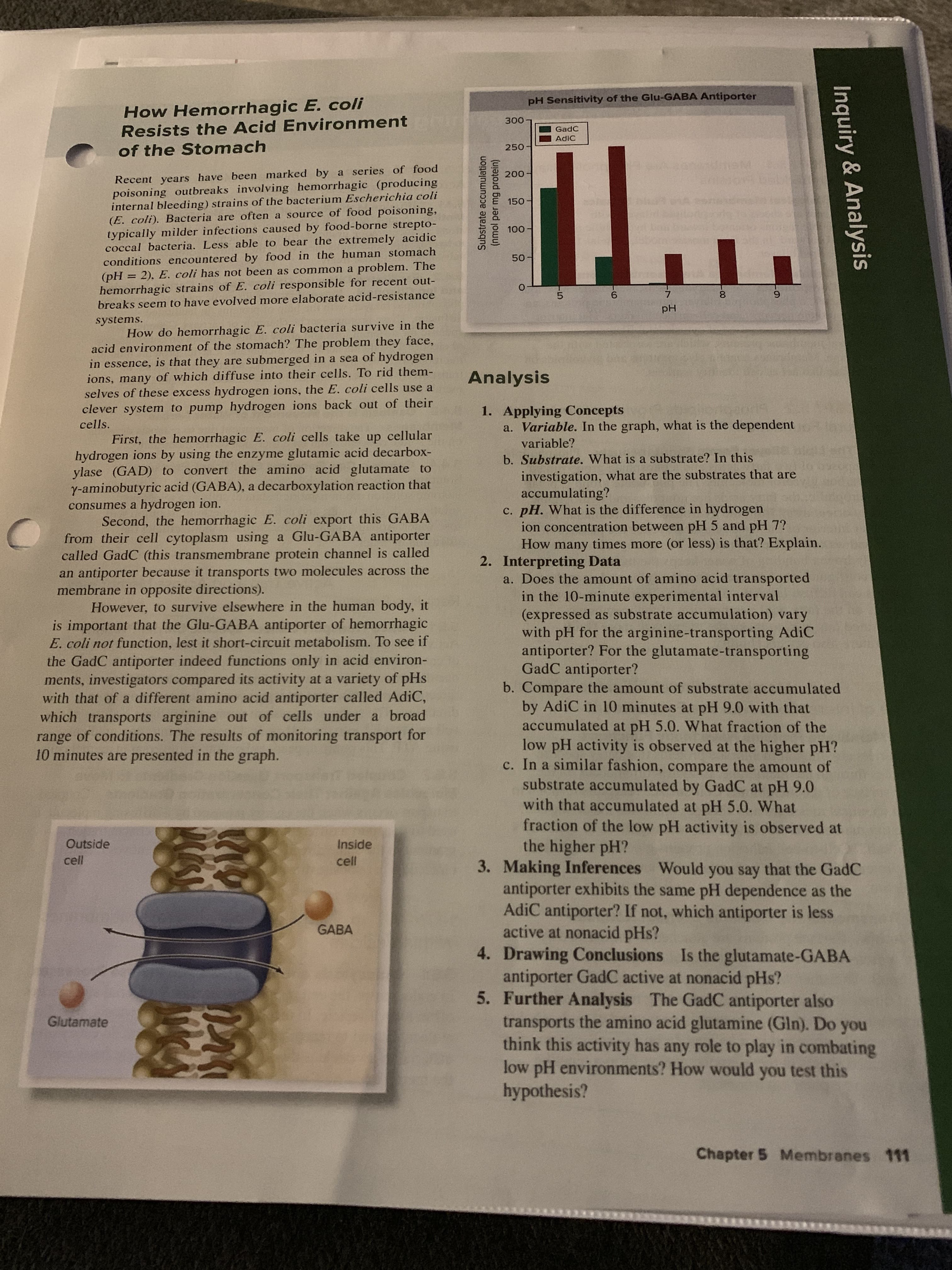 pH Sensitivity of the Glu-GABA Antiporter
How Hemorrhagic E. coli
Resists the Acid Environment
300
GadC
AdiC
250
of the Stomach
mst
Recent years have been marked by a series of food
poisoning outbreaks involving hemorrhagic (producing
internal bleeding) strains of the bacterium Escherichia coli
(E. coli). Bacteria are often a source of food poisoning,
typically milder infections caused by food-borne strepto-
coccal bacteria. Less able to bear the extremely acidic
conditions encountered by food in the human stomach
(pH = 2), E. coli has not been as common a
hemorrhagic strains of E. coli responsible for recent out-
breaks seem to have evolved more elaborate acid-resistance
200-
150
100
50-
problem. The
7
pH
systems.
How do hemorrhagic E. coli bacteria survive in the
acid environment of the stomach? The problem they face,
in essence, is that they
ions, many of which diffuse into their cells. To rid them-
selves of these excess hydrogen ions, the E. coli cells use a
clever system to pump hydrogen ions back out of their
cells.
are submerged in a sea of hydrogen
Analysis
1. Applying Concepts
a. Variable. In the graph, what is the dependent
First, the hemorrhagic E. coli cells take up cellular
variable?
hydrogen ions by using the enzyme glutamic acid decarbox-
ylase (GAD) to convert the amino acid glutamate to
Y-aminobutyric acid (GABA), a decarboxylation reaction that
consumes a hydrogen ion.
Second, the hemorrhagic E. coli export this GABA
from their cell cytoplasm using a Glu-GABA antiporter
called GadC (this transmembrane protein channel is called
an antiporter because it transports two molecules across the
membrane in opposite directions).
However, to survive elsewhere in the human body, it
is important that the Glu-GABA antiporter of hemorrhagic
E. coli not function, lest it short-circuit metabolism. To see if
b. Substrate. What is a substrate? In this
investigation, what are the substrates that are
accumulating?
c. pH. What is the difference in hydrogen
ion concentration between pH 5 and pH 7?
How many times more (or less) is that? Explain.
2. Interpreting Data
a. Does the amount of amino acid transported
in the 10-minute experimental interval
(expressed as substrate accumulation) vary
with pH for the arginine-transporting AdiC
antiporter? For the glutamate-transporting
GadC antiporter?
b. Compare the amount of substrate accumulated
by AdiC in 10 minutes at pH 9.0 with that
accumulated at pH 5.0. What fraction of the
low pH activity is observed at the higher pH?
c. In a similar fashion, compare the amount of
substrate accumulated by GadC at pH 9.O
with that accumulated at pH 5.0. What
fraction of the low pH activity is observed at
the higher pH?
3. Making Inferences Would you say that the GadC
antiporter exhibits the same pH
AdiC antiporter? If not, which antiporter is less
active at nonacid pHs?
4. Drawing Conclusions Is the glutamate-GABA
antiporter GadC active at nonacid pHs?
5. Further Analysis The GadC antiporter also
transports the amino acid glutamine (Gln). Do you
think this activity has any role to play in combating
low pH environments? How would you test this
hypothesis?
the GadC antiporter indeed functions only in acid environ-
ments, investigators compared its activity at a variety of pHs
with that of a different amino acid antiporter called AdiC,
which transports arginine out of cells under a broad
range of conditions. The results of monitoring transport for
10 minutes are presented in the graph.
Outside
Inside
cell
cell
dependence as the
GABA
Glutamate
Chapter 5 Membranes 111
Substrate accumulation
(nmol per mg protein)
Inquiry & Analysis
-L0
-6
