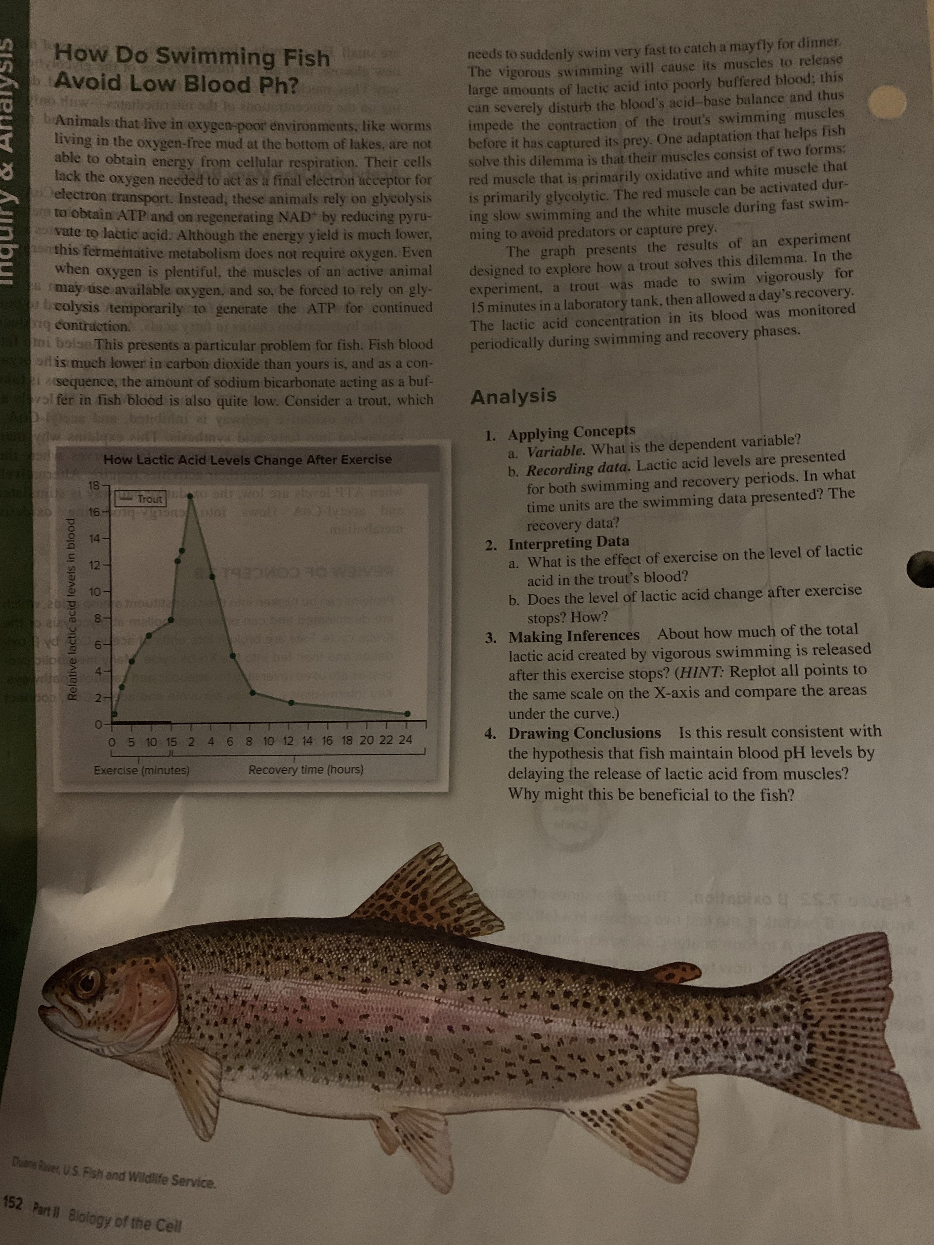 needs to suddenly swim very fast to catch a mayfly for dinner
The vigorous swimming will cause its muscles to release
large amounts of lactic acid into poorly buffered blood; this
can severely disturb the blood's acid-base balance and thus
impede the contraction of the trout's swimming muscles
before it has captured its prey, One adaptation that helps fish
solve this dilemma is that their muscles consist of two forms
red muscle that is primarily oxidative and white muscle that
is primarily glycolytic. The red muscle can be activated dur-
ing slow swimming and the white muscle during fast swim-
ming to avoid predators or capture prey.
he graph presents the results of an experiment
designed to explore how a trout solves this dilemma. In the
experiment, a trout was made to swim vigorously for
15 minutes in a laboratory tank, then allowed a day's recovery.
The lactic acid concentration in its blood was monitored
periodically during swimming and recovery phases.
How Do Swimming Fish
Avoid Low Blood Ph?
onuin
DAnimals that live in oxygen-poor environments, like worms
Iiving in the oxygen-free mud at the bottom of lakes, are not
able to obtain energy from cellular respiration. Their cells
lack the oxygen needed to act as a final electron acceptor for
electron transport. Instead, these animals rely on glycolysis
to obtain ATP and on regenerating NAD by reducing pyru-
vate to lactic acid. Although the energy yield is much lower,
this fermentative metabolism does not require oxygen. Even
when oxygen is plentiful, the muscles of an active animal
may use available oxygen, and so, be forced to rely on gly-
colysis temporarily to generate the ATP for continued
1 contraction. s
baisnThis presents a particular problem for fish. Fish blood
ori is much lower in carbon dioxide than yours is, and as a con-
2sequence, the amount of sodium bicarbonate acting as a buf-
vol fer in fish blood is also quite low. Consider a trout, which
Analysis
160 BU3 CC 10
Mesdin
1. Applying Concepts
a. Variable. What is the dependent variable?
b. Recording data. Lactic acid levels are presented
for both swimming and recovery periods. In what
time units are the swimming data presented? The
How Lactic Acid Levels Change After Exercise
18
Trout
1601
EYol TTZ pollw
bos
matodenm
Zo
Dnool avul An
recovery data?
14-
2. Interpreting Data
a. What is the effect of exercise on the level of lactic
acid in the trout's blood?
12-
TSTOMO
HEAIREN
b. Does the level of lactic acid change after exercise
stops? How?
3. Making Inferences About how much of the total
lactic acid created by vigorous swimming is released
after this exercise stops? (HINT: Replot all points to
the same scale on the X-axis and compare the areas
under the curve.)
10-
enouto
8 mallon
P81
d
90-9
pilpe
4-
2
4. Drawing Conclusions Is this result consistent with
the hypothesis that fish maintain blood pH levels by
delaying the release of lactic acid from muscles?
Why might this be beneficial to the fish?
0 5 10 15 2 468 10 12 14 16 18 20 22 24
Exercise (minutes)
Recovery time (hours)
eoitabixo 8 S ulA
Duare Rover US. Fish and Wildife Service.
152 Part I Blology of the Cell
ubu
nalysis
Relative lactic acid levels in blood
Co
