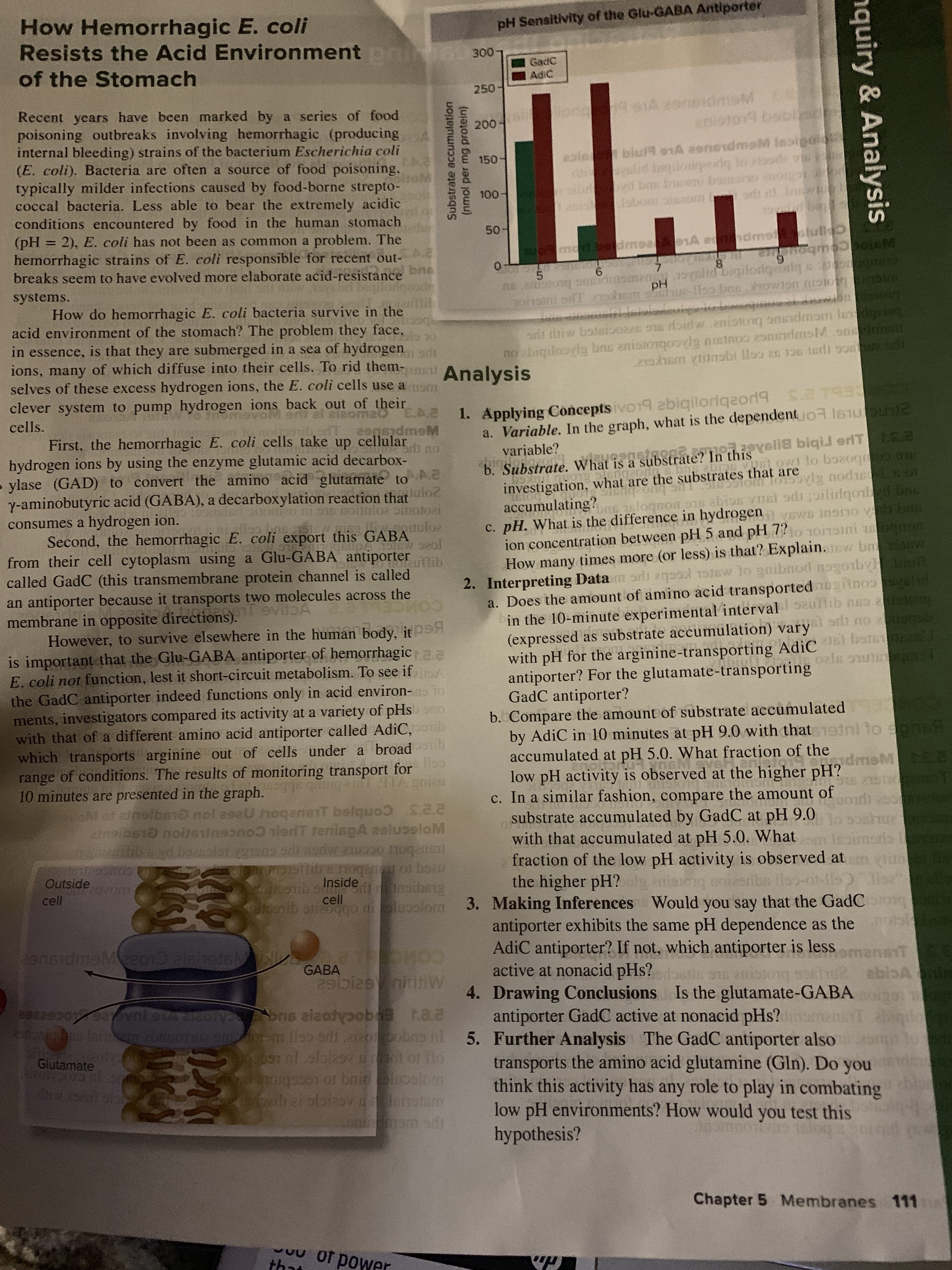 How Hemorrhagic E. coli
Resists the Acid Environment orihuea 300-
of the Stomach
pH Sensitivity of the Glu-GABA Antiporter
GadC
AdiC
250
20tdmeM
er
Recent years have been marked by a series of food
poisoning outbreaks involving hemorrhagic (producing
internal bleeding) strains of the bacterium Escherichia coli
(E. coli). Bacteria are often a source of food poisoning.
9 91A
200
blulA e1A onsdmmaM lasigoioti
esle
242
typically milder infections caused by food-borne strepto-
coccal bacteria. Less able to bear the extremely acidic
conditions encountered by food in the human stomach
(pH 2), E. coli has not been as common a problem. The
hemorrhagic strains of E. coli responsible for recent out-
breaks seem to have evolved more elaborate acid-resistancen6
150
bigiodiy
ot
a prt b
Esbom
100
os il bnieis
19 ainD
o
50
dmatstull o
Sshoqmohetat
mott beoidmeateA e
u
A0B
6
wimomany 97lid bigilodgaordq
8
7
opm
5
08.200000
g0nsi or 79m usku I15obos.Tw totuk
systems.
pH
n
pcg
How do hemorrhagic E. coli bacteria survive in the
ww.sinowstinloteuigs i
acid environ ment of the stomach? The problem they face,
ule to
in essence, is that they are submerged in a sea of hydrogen
ordt dhiw bateibozzn 96 rfsirdwanistonn ansndmom len
no abiqiloovlg bns anisionqo .c ncidmsM onltrem
ohamvorobi lloo en 1o 1sdi so
ions, many of which diffuse into their cells. To rid them-n Analysis
dr
selves of these excess hydrogen ions, the E. coli cells use amom
clever system to pump hydrogen ions back out of their
E.A.Z
T93
1. Applying Concepts ivo19 abiqiloriqeori9 S.e
a. Variable. In the graph, what is the dependent o l61uUe
variable?
abiga noz
el
cells.
9TU . anT 20 meM
First, the hemorrhagic E. coli cells take up cellular
m5b no
hydrogen ions by using the enzyme glutamic acid decarbox-
10
b. Substrate. What is a substrate? In thisslia biqil eriT CEa
ow1 lo bozoqo.ou
iaueensta
ylase (GAD) to convert the amino acid glutamate to
investigation, what are the substrates that are nodusd
y-aminobutyric acid (GABA), a decarboxylation reaction that
13OUDE0 05e nomulo2 pinotoer
accumulatings 1sloqnon io v odipilirdqoiluprm
pH. What is the difference in hydrogen VEWB 109IO V bn
ion concentration between pH 5 and pH o TOITSini pgnon
How many times more (or less) is that? Explain.w b a
lo gnibnod nogoibvSos
consumes a hydrogen ion.
lens1169.FU59 Uoloz
Second, the hemorrhagic E. coli export this GABA
C.
from their cell cytoplasm using a Glu-GABA antiporter
called GadC (this transmembrane protein channel is called
an antiporter because it transports two molecules across the
2. Interpreting Data m arli 2q91 1
a. Does the amount of amino acid transported ogiino n
in the 10-minute experimental interval s201ibn uso
(expressed as substrate accumulation) vary no
with pH for the arginine-transporting AdiC bosr
antiporter? For the glutamate-transportingls Su
GadC antiporter?
b. Compare the amount of substrate accumulated
by AdiC in 10 minutes at pH 9.0 with that
accumulated at pH 5.0. What fraction of the
vitA
6T
membrane in opposite directions).
However, to survive elsewhere in the human body, it ph
is important that the Glu-GABA antiporter of hemorrhagica.e
E. coli not function, lest it short-circuit metabolism. To see if
the GadC antiporter indeed functions only in acid environ-
ments, investigators compared its activity at a variety of pHsbeno
nib
to
with that of a different amino acid antiporter called AdiC,
which transports arginine out of cells under a broad
range of conditions. The results of monitoring transport for
TA 20/u
tS1stnl to onA
low pH activity is observed at the higher dmsM CE8
pH?
9uun
10 minutes are presented in the graph.
c. In a similar fashion, compare the amount or )
substrate accumulated by GadC at pH 9.O
with that accumulated at pH 5.0. What
fraction of the low pH activity is observed at
the higher pH?
Making Inferences Would you say that the GadC
antiporter exhibits the same pH dependence as the
AdiC antiporter? If not, which antiporter is less
active at nonacid pHs?
4. Drawing Conclusions Is the glutamate-GABA
antiporter GadC active at nonacid pHs?
toM ot afnotbaio nola9aU hoqans bslquoo .e.e
anolber noitettneono ieriT JeriepA 2pluoelo
boasslen creng srlnorw auo9o nogz0
J0Oonos
Outside S
OURS
nogen of b0
ategib.snside noiba
ul aiaieng
0-0
7no
cell
cell
toonib ati200
3.
uoslorm
(1
2onidmaMo10 alghetoly 1
DMo
anst
Oktue abloA
GABA
ses.tiiW
nioto
pe/ vnko JED
2on on 90
ris aiaotyb ta.e
aeobns nl 5. Further Analysis The GadC antiporter also
em lisb
tobieoy dot or lo
Glutamate
VD u
ww.askanolo
transports the amino acid glutamine (Gln). Do you
think this activity has any role to play in combating
low pH environments? How would you test this
hypothesis?
wworg
uebetoloiesvdenam
Chapter 5 Membranes 111
of power
th
WH
K
Substrate accumulation
(nmol per mg protein)
nquiry & Analysis
