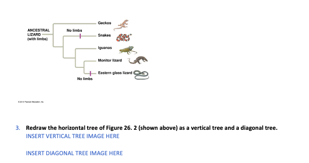 Geckos
ANCESTRAL
LIZARD
(with limbs)
No limbs
Snakes
Iguanas
Monitor lizard
Eastern glass lizard
No limbs
ca e
3. Redraw the horizontal tree of Figure 26. 2 (shown above) as a vertical tree and a diagonal tree.
INSERT VERTICAL TREE IMAGE HERE
INSERT DIAGONAL TREE IMAGE HERE
