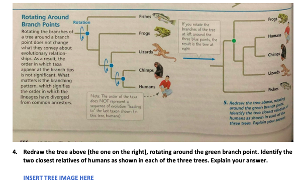 Rotating Around
Branch Points
Fishes
Frogs
Rotation
If you rotate the
branches of the tree
at left around the
three blue points, the
result is the tree at
right
Rotating the branches of
a tree around a branch
Frogs
Humans
point does not change
what they convey about
evolutionary relation-
ships. As a result, the
order in which taxa
Lizards
Chimps
appear at the branch tips
is not significant. What
matters is the branching
pattern, which signifies
the order in which the
lineages have diverged
from common ancestors.
Chimps
Lizards
Humans
Fishes
Note The order of the taxa
does NOT represent a
seguence of evolution Teading
to" the last taxon shown (in
this tree, humans]
5. Redraw the tree above, rotat
around the green branch po
humans as shown in each ar
three trees. Explain your ans
4. Redraw the tree above (the one on the right), rotating around the green branch point. Identify the
two closest relatives of humans as shown in each of the three trees. Explain your answer.
INSERT TREE IMAGE HERE
