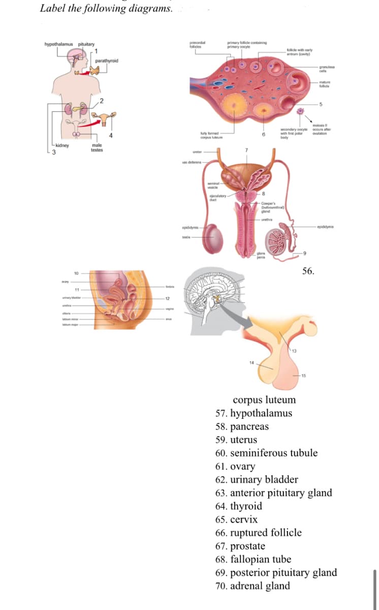 Label the following diagrams.
hypothalamus pituitary
primordial
folices
primary follide containing
primary oocyte
follice with early
antrum (cvity)
parathyroid
granulesa
cells
mature
folide
meiosis
secondary oocyte ocous ater
y formed -
with fret potar oulation
body
M
copus luteum
-kidney
male
testes
3
ureter
vas deferens
vesicle
ejaculatory
y
duct
-
Comper's
(bulbourethral)
gland
urethra
epididymis
epididymis
testis
56.
10
ay
tria
11
wiay er
12
reta
ten
um ir
m
13
14
-15
corpus luteum
57. hypothalamus
58. pancreas
59. uterus
60. seminiferous tubule
61. ovary
62. urinary bladder
63. anterior pituitary gland
64. thyroid
65. cervix
66. ruptured follicle
67. prostate
68. fallopian tube
69. posterior pituitary gland
70. adrenal gland
