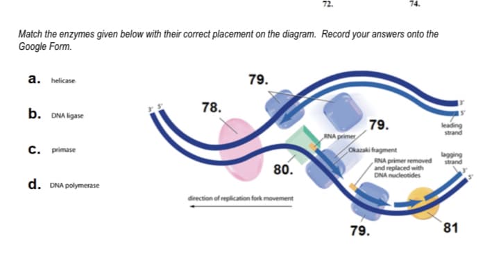 72.
Match the enzymes given below with their correct placement on the diagram. Record your answers onto the
Google Form.
a. helicase
79.
b. DNA ligase
78.
79.
„RNA primer
Okazaki fragment
leading
strand
C. primase
lagging
strand
80.
RNA primer removed
and replaced with
DNA nucleotides
d. DNA polymerase
direction of replication forkmovement
79.
81
