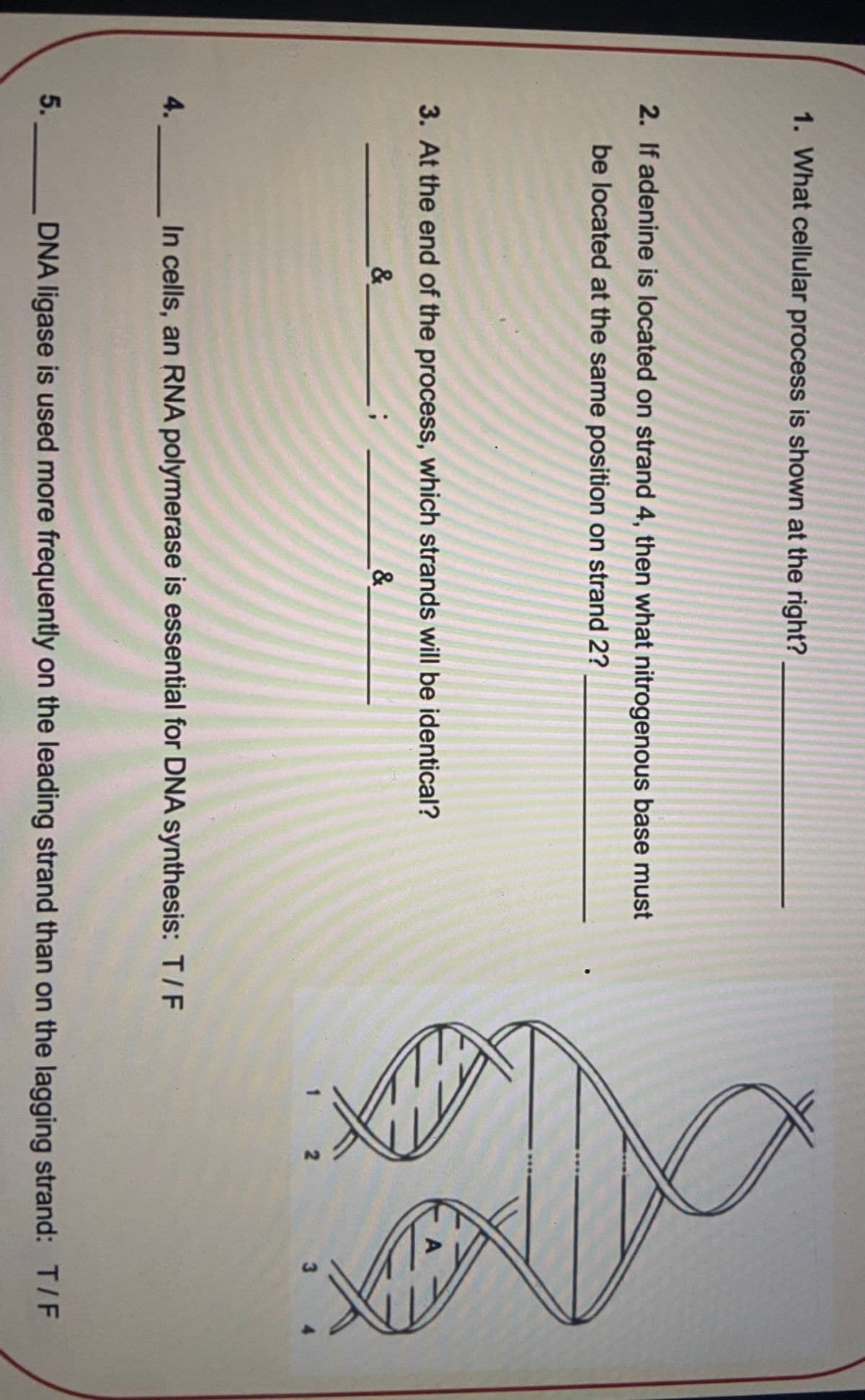 5,
了。
1. What cellular process is shown at the right?
2. If adenine is located on strand 4, then what nitrogenous base must
be located at the same position on strand 2?
3. At the end of the process, which strands will be identical?
&
&
2
4.
In cells, an RNA polymerase is essential for DNA synthesis: T/F
DNA ligase is used more frequently on the leading strand than on the lagging strand: T/F
