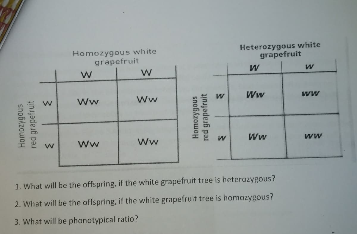 Homozygous white
grapefruit
Heterozygous white
grapefruit
W
Ww
ww
Ww
Ww
Ww
ww
Ww
Ww
1. What will be the offspring, if the white grapefruit tree is heterozygous?
2. What will be the offspring, if the white grapefruit tree is homozygous?
3. What will be phonotypical ratio?
