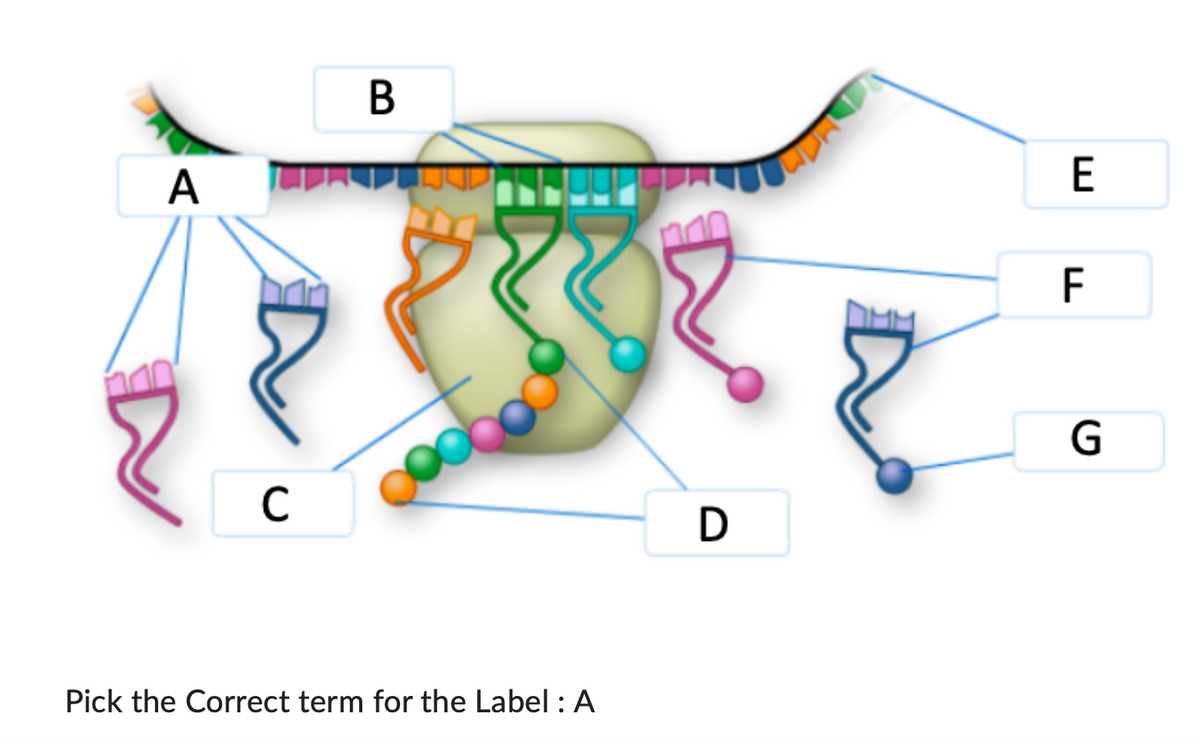 A
C
B
ooooooo
Pick the Correct term for the Label: A
D
E
F
G