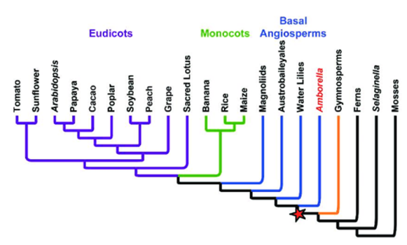 Tomato
Sunflower
Arabidopsis
Papaya
Cacao
Poplar
Soybean
Peach
Grape
Sacred Lotus
Banana
Rice
Maize
Magnoliids
Austrobaileyales
Water Lilies
Amborella
Gymnosperms
Ferns
Selaginella
Mosses
Eudicots
Monocots Angiosperms
Basal