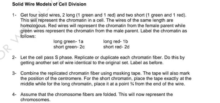 Solid Wire Models of Cell Division
1- Get four solid wires, 2 long (1 green and 1 red) and two short (1 green and 1 red).
This will represent the chromatin in a cell. The wires of the same length are
homologous. Red wires will represent the chromatin from the female parent while
green wires represent the chromatin from the male parent. Label the chromatin as
follows:
long green- 1a
short green- 2c
long red- 1b
short red- 2d
2- Let the cell pass S phase. Replicate or duplicate each chromatin fiber. Do this by
getting another set of wire identical to the original set. Label as before.
3- Combine the replicated chromatin fiber using masking tape. The tape will also mark
the position of the centromere. For the short chromatin, place the tape exactly at the
middle while for the long chromatin, place it at a point % from the end of the wire.
4- Assume that the chromosome fibers are folded. This will now represent the
chromosomes.
OR V
