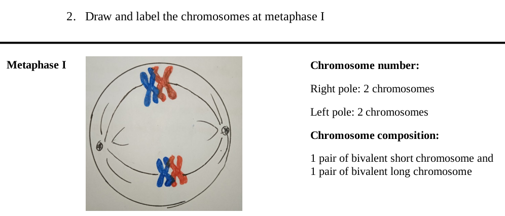 2. Draw and label the chromosomes at metaphase I
Metaphase I
Chromosome number:
Right pole: 2 chromosomes
Left pole: 2 chromosomes
Chromosome composition:
1 pair of bivalent short chromosome and
1 pair of bivalent long chromosome
