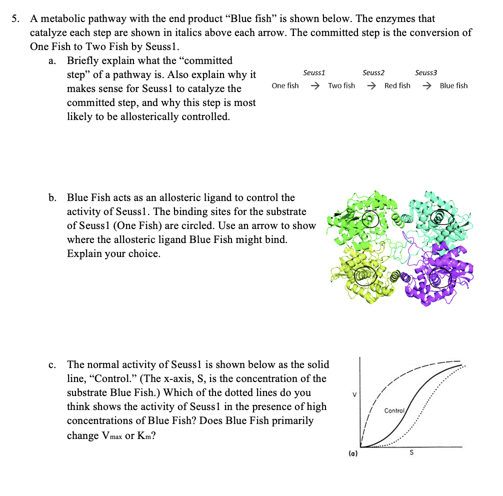 5. A metabolic pathway with the end product “Blue fish" is shown below. The enzymes that
catalyze each step are shown in italics above each arrow. The committed step is the conversion of
One Fish to Two Fish by Seuss1.
a. Briefly explain what the “committed
step" of a pathway is. Also explain why it
makes sense for Seuss1 to catalyze the
committed step, and why this step is most
likely to be allosterically controlled.
Seuss1
Seuss2
Seuss3
One fish
> Two fish
→ Red fish
→ Blue fish
b. Blue Fish acts as an allosteric ligand to control the
activity of Seuss1. The binding sites for the substrate
of Seuss1 (One Fish) are circled. Use an arrow to show
where the allosteric ligand Blue Fish might bind.
Explain your choice.
c.
The normal activity of Seussl is shown below as the solid
line, "Control." (The x-axis, S, is the concentration of the
substrate Blue Fish.) Which of the dotted lines do you
think shows the activity of Seuss1 in the presence of high
Control
concentrations of Blue Fish? Does Blue Fish primarily
change Vmax or Km?
(a)
