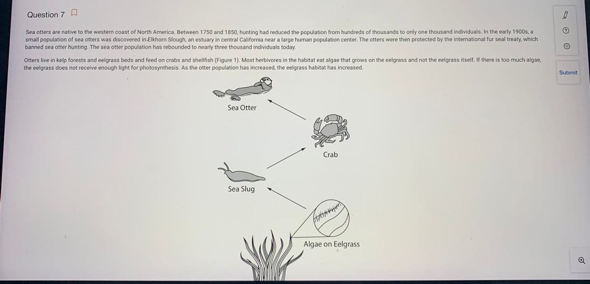 Question 7 W
Sea otters are native to the western coast of North America. Between 1750 and 1850, hunting had reduced the population from hundreds of thousands to only one thousand individuals. In the early 1900s, a
small population of sea otters was discovered in Elkhorn Slough, an estuary in central California near a large human population center. The otters were then protected by the international fur seal treaty, which
banned sea otter hunting. The sea otter population has rebounded to nearly three thousand individuals today.
Otters live in kelp forests and eelgrass beds and feed on crabs and shellfish (Figure 1). Most herbivores in the habitat eat algae that grows on the eelgrass and not the eelgrass itself. If there is too much algae,
the eelgrass does not receive enough light for photosynthesis. As the otter population has increased, the eelgrass habitat has increased.
Submit
Sea Otter
Crab
Sea Slug
Algae on Eelgrass
Q
