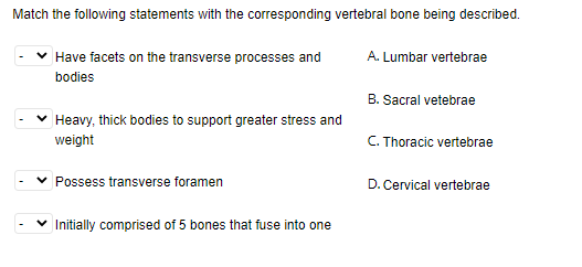 Match the following statements with the corresponding vertebral bone being described.
Have facets on the transverse processes and
A. Lumbar vertebrae
bodies
B. Sacral vetebrae
Heavy, thick bodies to support greater stress and
weight
C. Thoracic vertebrae
Possess transverse foramen
D. Cervical vertebrae
Initially comprised of 5 bones that fuse into one
