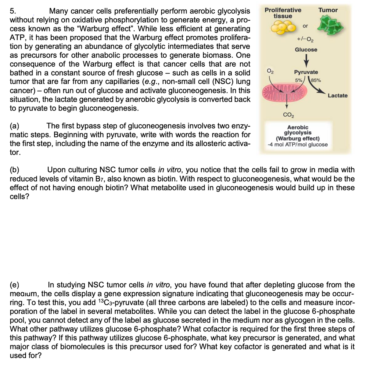 Many cancer cells preferentially perform aerobic glycolysis
Proliferative
tissue
5.
Tumor
without relying on oxidative phosphorylation to generate energy, a pro-
cess known as the "Warburg effect". While less efficient at generating
ATP, it has been proposed that the Warburg effect promotes prolifera-
tion by generating an abundance of glycolytic intermediates that serve
as precursors for other anabolic processes to generate biomass. One
consequence of the Warburg effect is that cancer cells that are not
bathed in a constant source of fresh glucose – such as cells in a solid
tumor that are far from any capillaries (e.g., non-small cell (NSC) lung
cancer) – often run out of glucose and activate gluconeogenesis. In this
situation, the lactate generated by anerobic glycolysis is converted back
to pyruvate to begin gluconeogenesis.
or
+/-02
Glucose
Pyruvate
5%
85%
Lactate
CO2
(a)
matic steps. Beginning with pyruvate, write with words the reaction for
the first step, including the name of the enzyme and its allosteric activa-
tor.
The first bypass step of gluconeogenesis involves two enzy-
Aerobic
glycolysis
(Warburg effect)
-4 mol ATP/mol glucose
Upon culturing NSC tumor cells in vitro, you notice that the cells fail to grow in media with
(b)
reduced levels of vitamin B7, also known as biotin. With respect to gluconeogenesis, what would be the
effect of not having enough biotin? What metabolite used in gluconeogenesis would build up in these
cells?
In studying NSC tumor cells in vitro, you have found that after depleting glucose from the
(e)
meaium, the cells display a gene expression signature indicating that gluconeogenesis may be occur-
ring. To test this, you add 13C3-pyruvate (all three carbons are labeled) to the cells and measure incor-
poration of the label in several metabolites. While you can detect the label in the glucose 6-phosphate
pool, you cannot detect any of the label as glucose secreted in the medium nor as glycogen in the cells.
What other pathway utilizes glucose 6-phosphate? What cofactor is required for the first three steps of
this pathway? If this pathway utilizes glucose 6-phosphate, what key precursor is generated, and what
major class of biomolecules is this precursor used for? What key cofactor is generated and what is it
used for?
