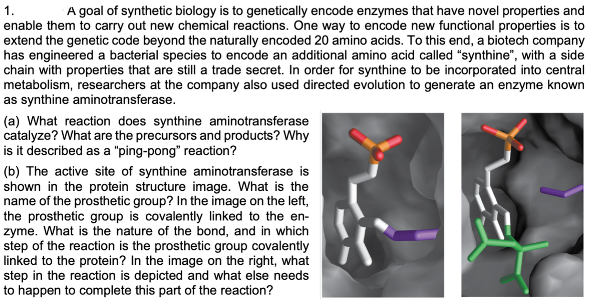 1.
A goal of synthetic biology is to genetically encode enzymes that have novel properties and
enable them to carry out new chemical reactions. One way to encode new functional properties is to
extend the genetic code beyond the naturally encoded 20 amino acids. To this end, a biotech company
has engineered a bacterial species to encode an additional amino acid called "synthine", with a side
chain with properties that are still a trade secret. In order for synthine to be incorporated into central
metabolism, researchers at the company also used directed evolution to generate an enzyme known
as synthine aminotransferase.
(a) What reaction does synthine aminotransferase
catalyze? What are the precursors and products? Why
is it described as a "ping-pong" reaction?
(b) The active site of synthine aminotransferase is
shown in the protein structure image. What is the
name of the prosthetic group? In the image on the left,
the prosthetic group is covalently linked to the en-
zyme. What is the nature of the bond, and in which
step of the reaction is the prosthetic group covalently
linked to the protein? In the image on the right, what
step in the reaction is depicted and what else needs
to happen to complete this part of the reaction?
