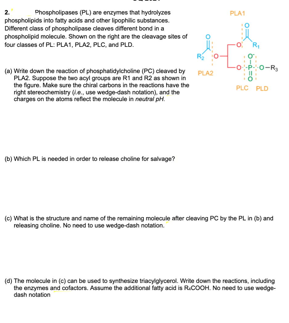 ### Educational Content on Phospholipases (PL)

**2.** Phospholipases (PL) are enzymes that hydrolyze phospholipids into fatty acids and other lipophilic substances. Different classes of phospholipases cleave different bonds in a phospholipid molecule. Shown on the right are the cleavage sites for four classes of PL: PLA1, PLA2, PLC, and PLD.

[Insert Diagram Description]
The diagram shows a phospholipid molecule with four labeled cleavage sites:
- **PLA1**: Cleaves the acyl chain at the first position.
- **PLA2**: Cleaves the acyl chain at the second position.
- **PLC**: Cleaves the phosphate group and the head group.
- **PLD**: Cleaves the head group after the phosphate.

#### Problem Set:

**(a)** Write down the reaction of phosphatidylcholine (PC) cleaved by PLA2. Suppose the two acyl groups are R1 and R2 as shown in the figure. Make sure the chiral carbons in the reactions have the right stereochemistry (i.e., use wedge-dash notation), and the charges on the atoms reflect the molecule in neutral pH.

**(b)** Which PL is needed in order to release choline for salvage?

**(c)** What is the structure and name of the remaining molecule after cleaving PC by the PL in (b) and releasing choline? No need to use wedge-dash notation.

**(d)** The molecule in (c) can be used to synthesize triacylglycerol. Write down the reactions, including the enzymes and cofactors. Assume the additional fatty acid is R4COOH. No need to use wedge-dash notation.

---

This problem set challenges the comprehension of enzymatic cleavage of phospholipids and the synthesis of important biological molecules. The detailed breakdown and chemical reactions involved provide a comprehensive understanding of lipid metabolism, critical for advanced studies in biochemistry and molecular biology.