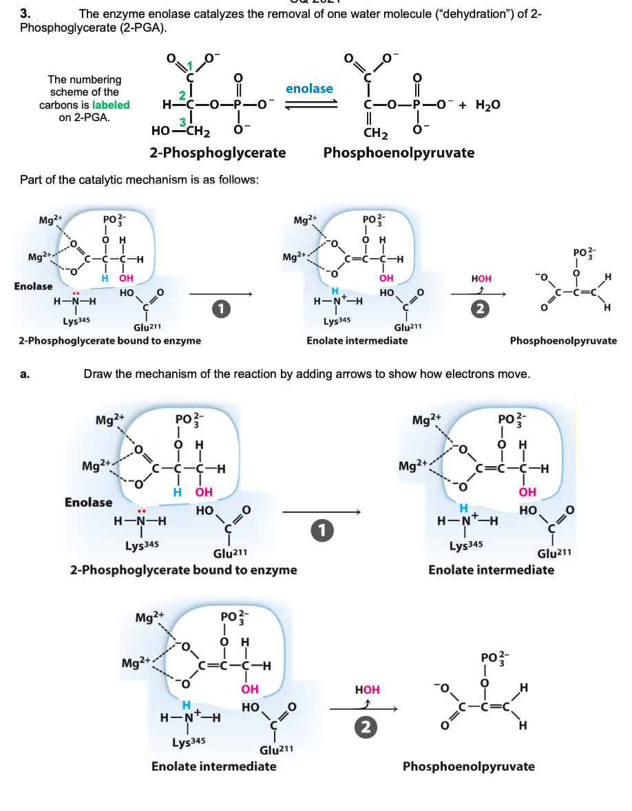 3.
The enzyme enolase catalyzes the removal of one water molecule ("dehydration") of 2-
Phosphoglycerate (2-PGA).
The numbering
scheme of the
enolase
carbons is labeled
HC-0-P-O
+ H20
on 2-PGA.
||
CH2
HO-CH2
2-Phosphoglycerate
Phosphoenolpyruvate
Part of the catalytic mechanism is as follows:
Mg2+
PO?-
Mg?+
PO?
'o.
Ó H
Mg?+
Mg²+;
PO?
:-C-H
C=C-C-H
OH
OH
Нон
Enolase
но
но
H-N*-H
Lys345
Lys345
Glu211
Glu211
2-Phosphoglycerate bound to enzyme
Enolate intermediate
Phosphoenolpyruvate
а.
Draw the mechanism of the reaction by adding arrows to show how electrons move.
Mg2+
PO?-
Mg2+
po
PO
H
H
Mg2+
С -с-с-н
Mg2+
C=c-C-H
H
OH
OH
Enolase
H.
H-N-H
но
но
..
H-N-H
Lys345
Lys345
Glu211
Glu211
2-Phosphoglycerate bound to enzyme
Enolate intermediate
Mg?+
PO
O.
он
Mg2+:
PO?
c=C-C-H
OH
HOH
H
но
C=C
H-N*-H
Lys345
Glu211
Enolate intermediate
Phosphoenolpyruvate
