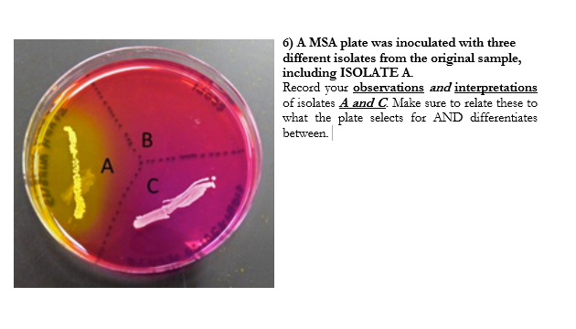 6) A MSA plate was inoculated with three
different isolates from the original sample,
including ISOLATE A
Record your observations and interpretations
of isolates A andC Make sure to relate these to
what the plate selects for AND differentiates
between.
1B
A
C
