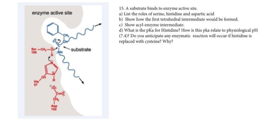 enzyme active site
Ser-CH₂-C
195
Asp
102
substrate
15. A substrate binds to enzyme active site.
a) List the roles of serine, histidine and aspartic acid
b) Show how the first tetrahedral intermediate would be formed.
c) Show acyl-enzyme intermediate.
d) What is the pka for Histidine? How is this pka relate to physiological pH
(7.4)? Do you anticipate any enzymatic reaction will occur if histidine is
replaced with cysteine? Why?