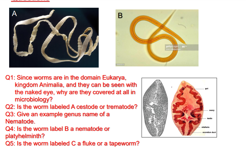 A
gettyimage 25
Sth Colon
Q1: Since worms are in the domain Eukarya,
kingdom Animalia, and they can be seen with
the naked eye, why are they covered at all in
microbiology?
Q2: Is the worm labeled A cestode or trematode?
Q3: Give an example genus name of a
Nematode.
Q4: Is the worm label Banematode or
platyhelminth?
Q5: Is the worm labeled C a fluke or a tapeworm?
gut
ovary
tests
vitelaria
excretion duct
