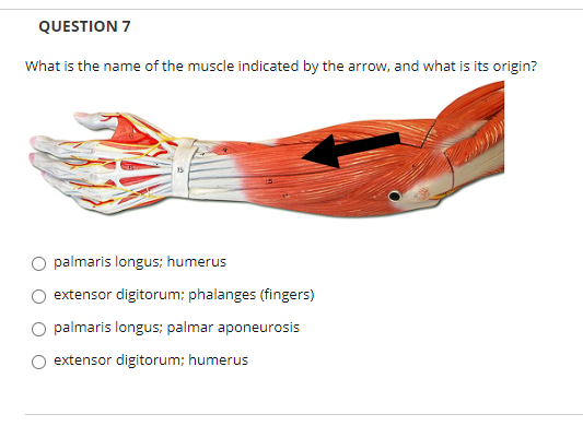 QUESTION 7
What is the name of the muscle indicated by the arrow, and what is its origin?
palmaris longus; humerus
extensor digitorum; phalanges (fingers)
palmaris longus; palmar aponeurosis
extensor digitorum; humerus
