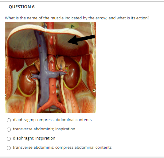 QUESTION 6
What is the name of the muscle indicated by the arrow, and what is its action?
diaphragm; compress abdominal contents
transverse abdominis; inspiration
diaphragm; inspiration
transverse abdominis; compress abdominal contents
