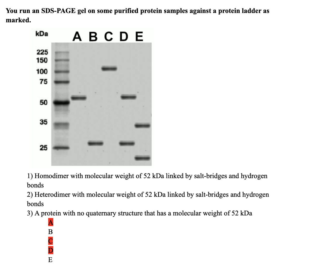 You run an SDS-PAGE gel on some purified protein samples against a protein ladder as
marked.
kDa
225
150
100
75
50
35
25
1) Homodimer with molecular weight of 52 kDa linked by salt-bridges and hydrogen
bonds
ABCDE
2) Heterodimer with molecular weight of 52 kDa linked by salt-bridges and hydrogen
bonds
3) A protein with no quaternary structure that has a molecular weight of 52 kDa
B
E