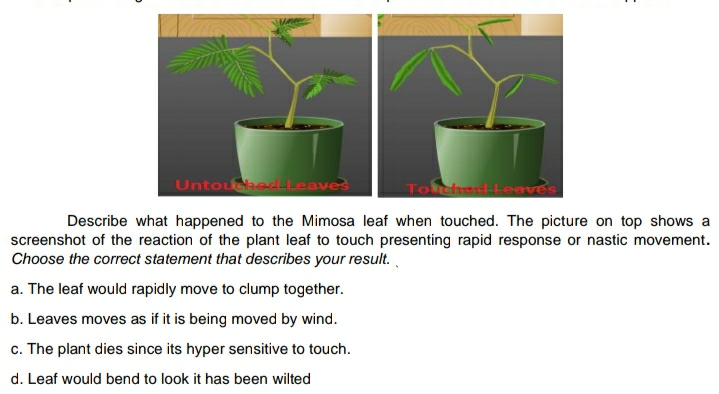 UntouhedLeaves
Describe what happened to the Mimosa leaf when touched. The picture on top shows a
screenshot of the reaction of the plant leaf to touch presenting rapid response or nastic movement.
Choose the correct statement that describes your result..
a. The leaf would rapidly move to clump together.
b. Leaves moves as if it is being moved by wind.
c. The plant dies since its hyper sensitive to touch.
d. Leaf would bend to look it has been wilted
