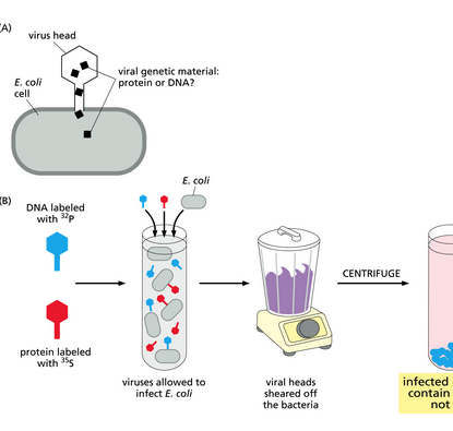 A)
virus head
E. coli
cell
viral genetic material:
protein or DNA?
E. coli
B)
DNA labeled
with "p
CENTRIFUGE
protein labeled
with 35s
viruses allowed to
infect E. coli
viral heads
sheared off
the bacteria
infected
contain
not
